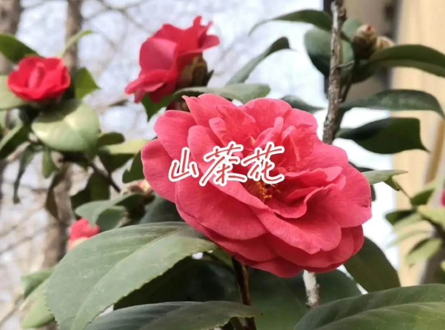 茶花与山茶花名字一字之差,却是各有千秋的花卉传奇!