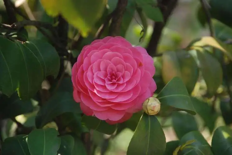 茶花与山茶花名字一字之差,却是各有千秋的花卉传奇!