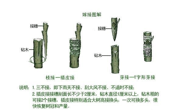 梅子树嫁接新攻略:一剪一接,让果树品种升级如魔法般简单!