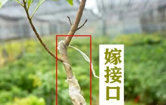 梅子树嫁接新攻略:一剪一接,让果树品种升级如魔法般简单!