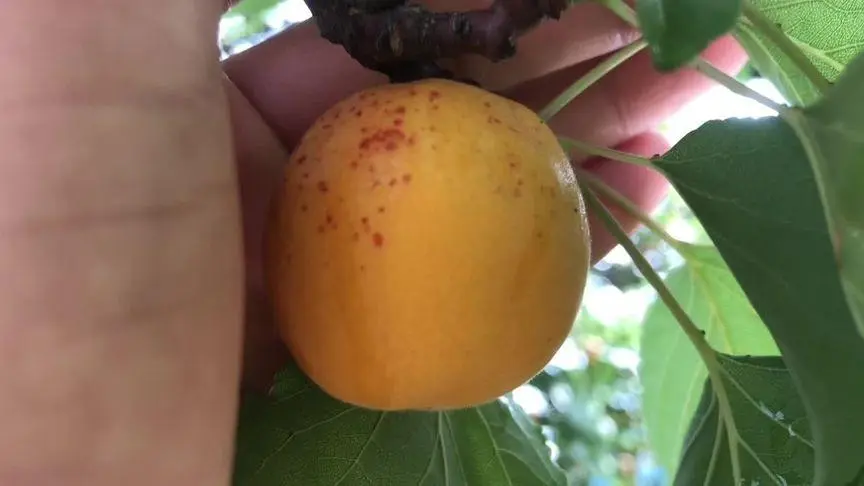 杏子遭遇‘虫虫危机’,自然环境与种植管理的双重考验!
