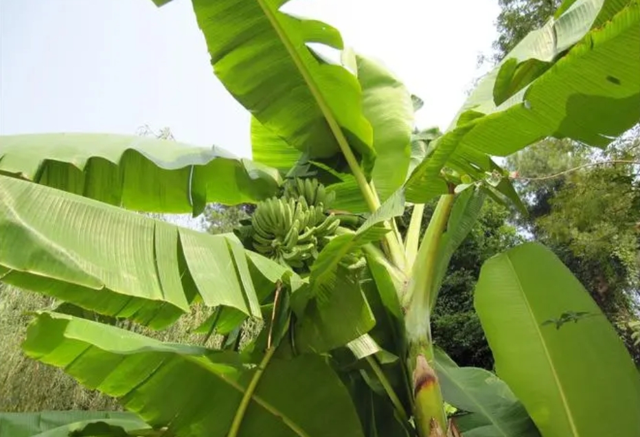 从叶脉到根系,深度剖析芭蕉单子叶植物还是双子叶植物?