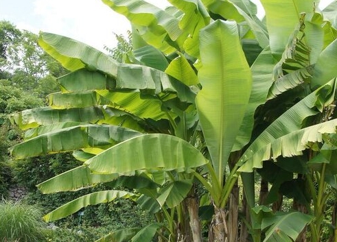 从叶脉到根系,深度剖析芭蕉单子叶植物还是双子叶植物?