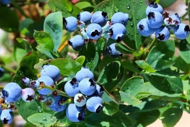 营养界的紫色风暴:黑莓与蓝莓谁的营养价值更胜一筹?