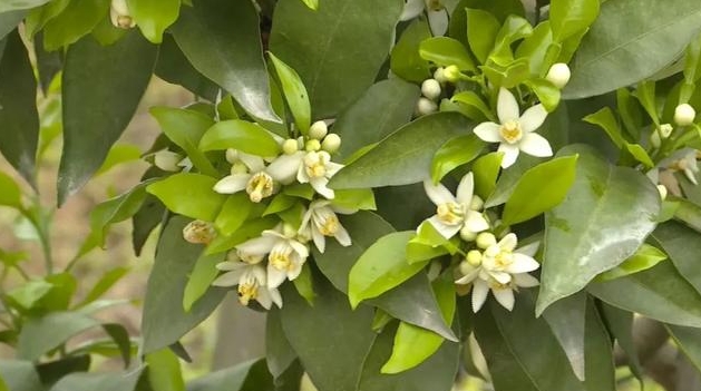<b>金桔树开花期施肥有讲究，科学施肥花开富贵果满园！</b>