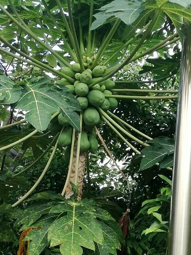 木瓜树是院子里的风水宝树,不仅美化环境更引风水之福!