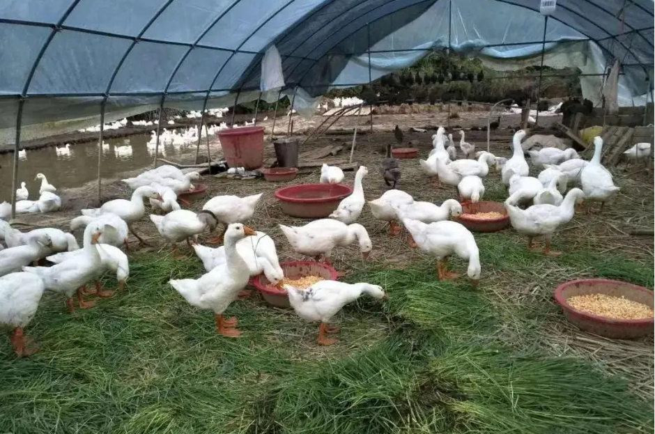 夏季畜牧业养殖常见传染病预警,这些防治知识让你从容应对!