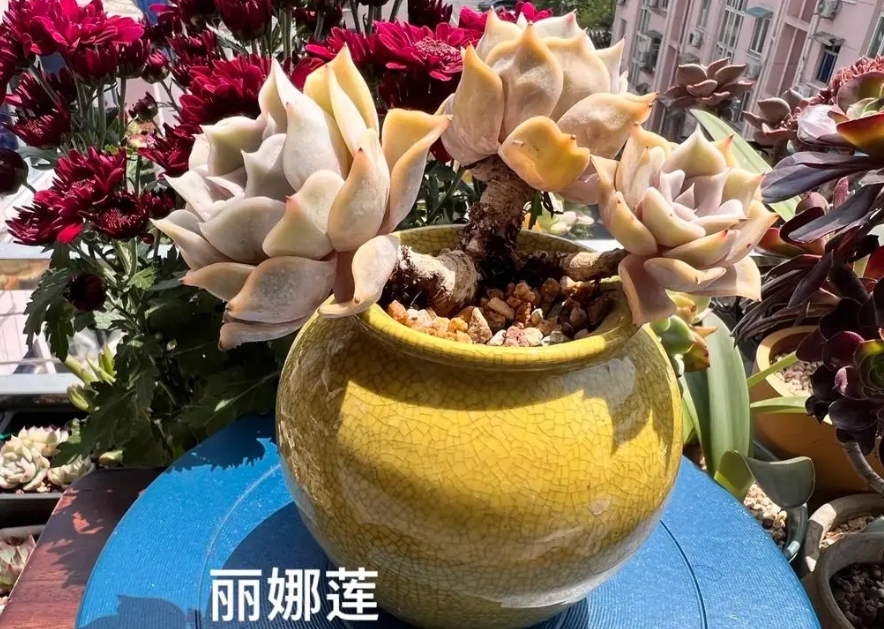 丽娜莲与露西娜区别PK,多肉新手必看丽娜莲养护技巧