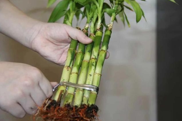<b>富贵竹施肥有讲究，选对施肥方法让你的富贵竹成为家中的‘吸睛’神器！</b>