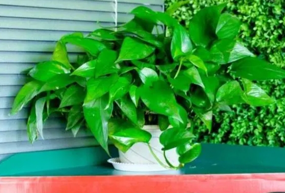 <b>绿萝喜阴还是喜阳的植物？从阴影中悄悄绽放的绿意。</b>