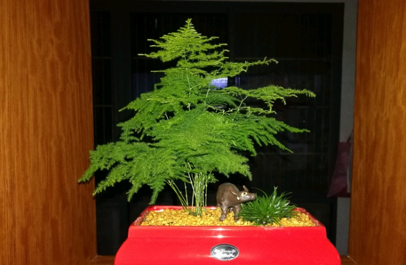 <b>文竹寿命有多久？你的文竹绿植能陪你走多少年？</b>