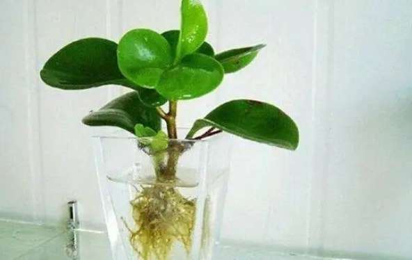 <b>碧玉花竟然也能水培养殖？养护新法让你大开眼界！</b>