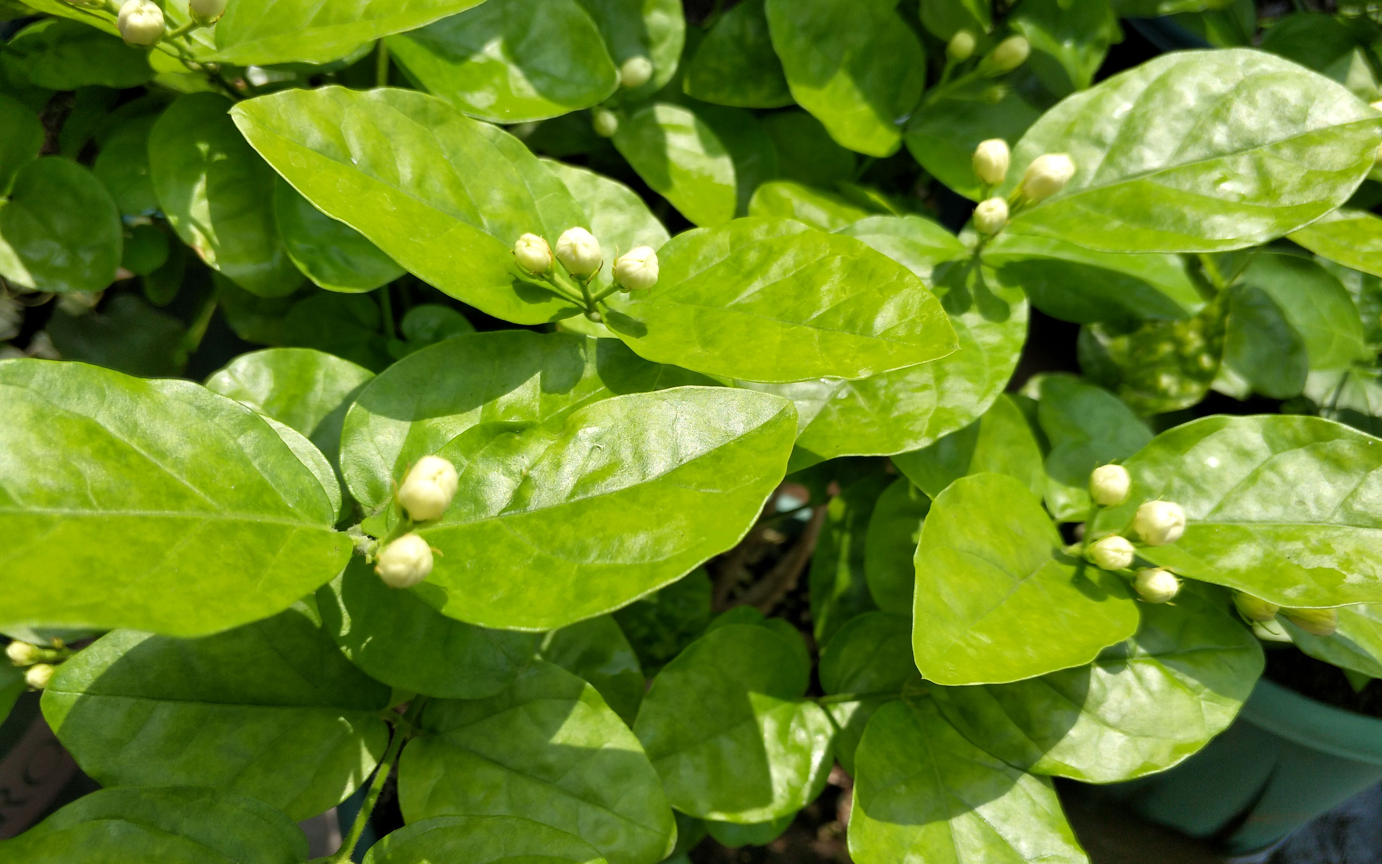 茉莉花茶是茉莉花叶子做的吗?叶子非原料,花香才是正道!