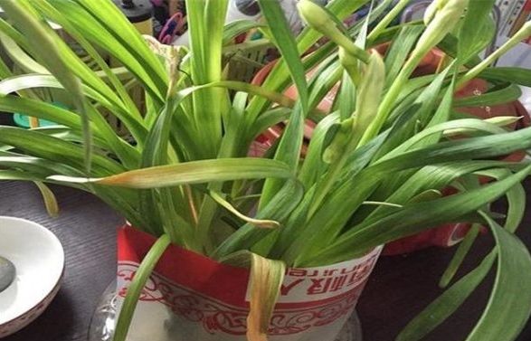 <b>水仙花叶子发黄是什么原因？从翠绿到枯黄带你揪出幕后元凶！</b>