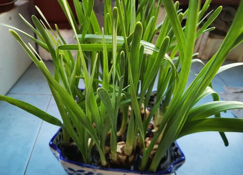 水仙花叶子发黄是什么原因?从翠绿到枯黄带你揪出幕后元凶!