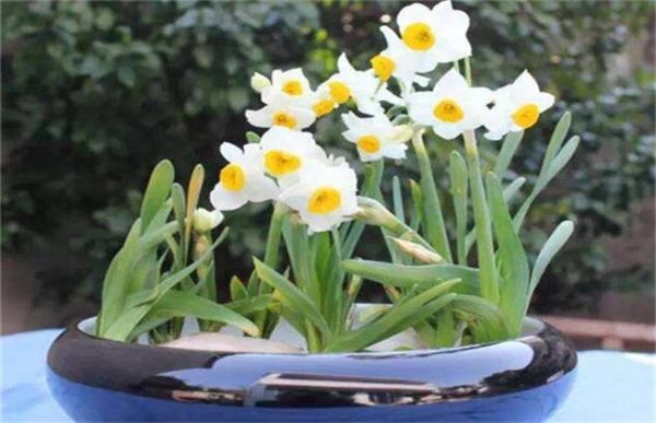 水仙花叶子发黄是什么原因?从翠绿到枯黄带你揪出幕后元凶!