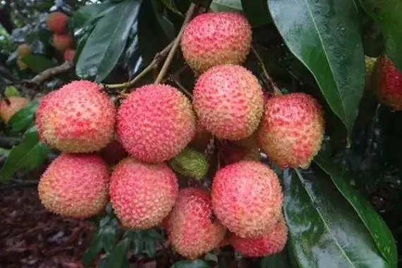 妃子笑荔枝为何如此美味让人一尝难忘?品尝舌尖上的宫廷盛宴!