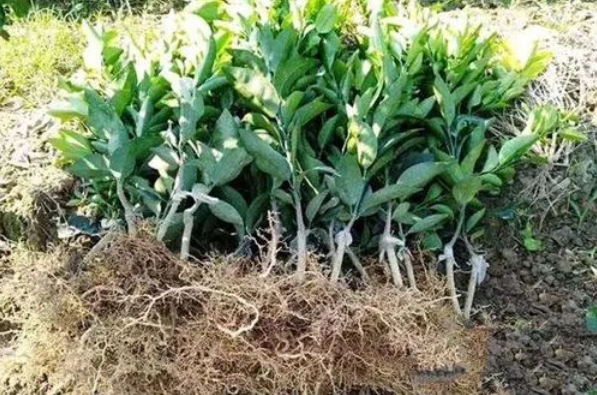 <b>柑橘幼苗移栽种植及后期科学管理方案，精细养护丰收在望！</b>
