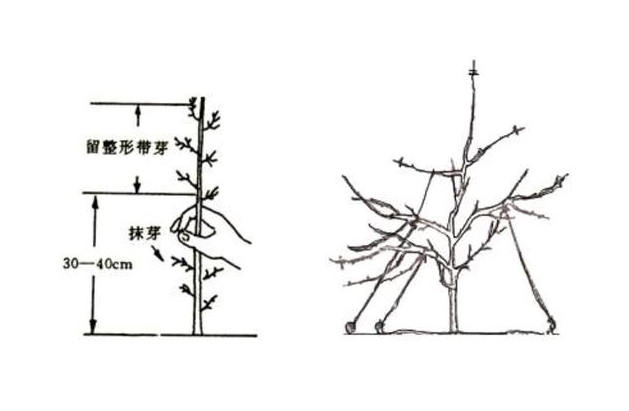 山竹果树怎样修剪枝条?果树修剪新法让果实如繁星般璀璨。