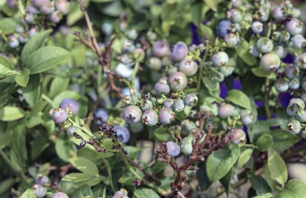 <b>蓝莓树怕冻吗？冬天怎么养护？从“冻”到“动”管理新思维！</b>