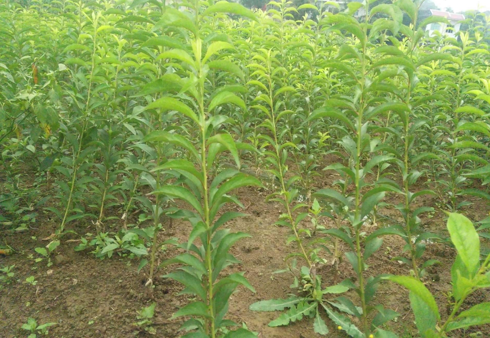 李子树苗种植几年才能结果?如何缩短种植时间提前享受甜蜜果实。