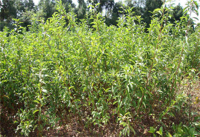 李子树苗种植几年才能结果?如何缩短种植时间提前享受甜蜜果实。