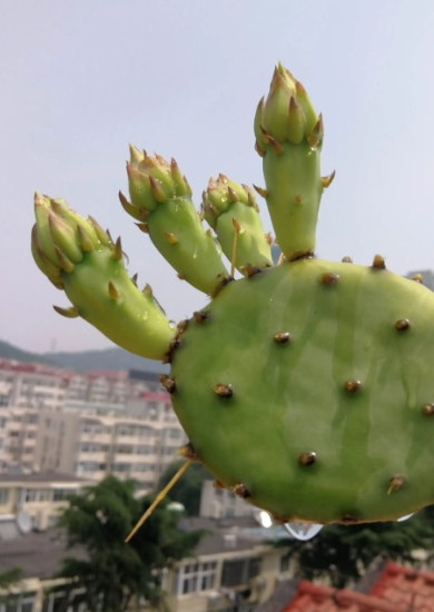 仙人掌外敷的功效作用与正确方法,一敷见效的疗伤圣手!