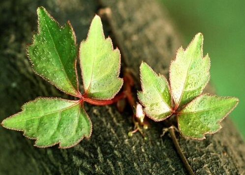 <b>常春藤是爬山虎植物吗？从科属到习性都不同的两大明星绿植。</b>