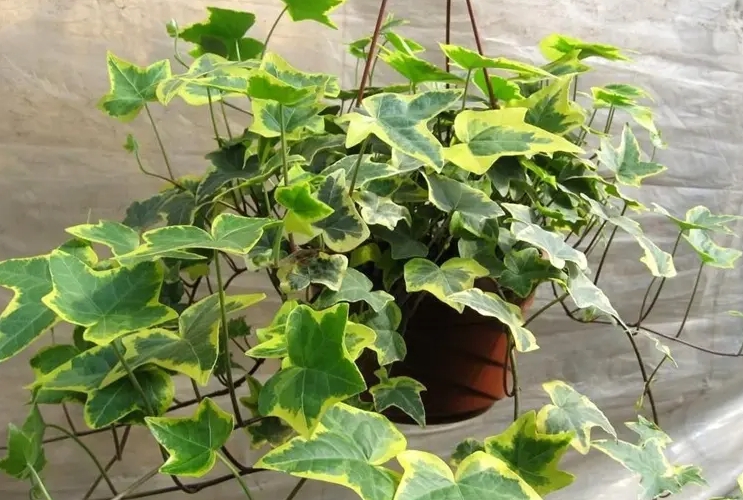 常春藤是爬山虎植物吗?从科属到习性都不同的两大明星绿植。
