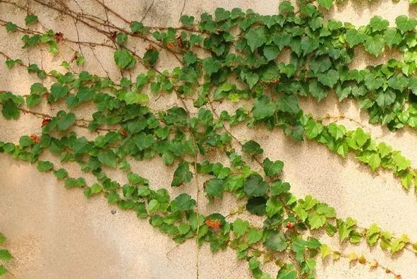 常春藤是爬山虎植物吗?从科属到习性都不同的两大明星绿植。
