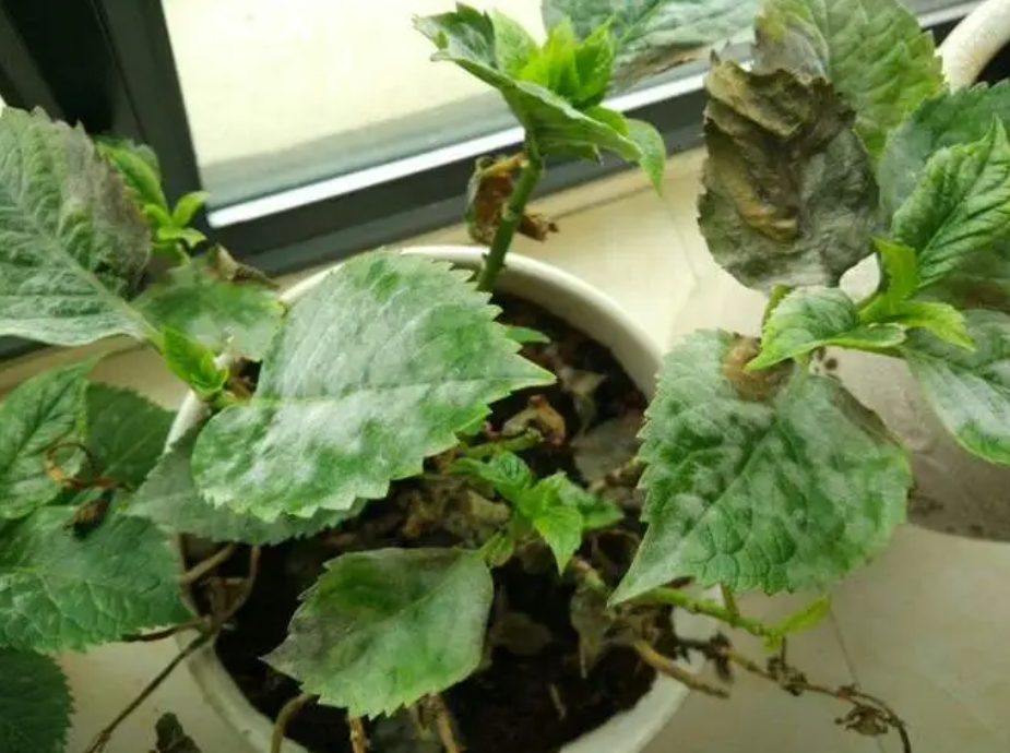 绣球花干叶是什么原因?专家揭秘四大元凶及拯救秘籍