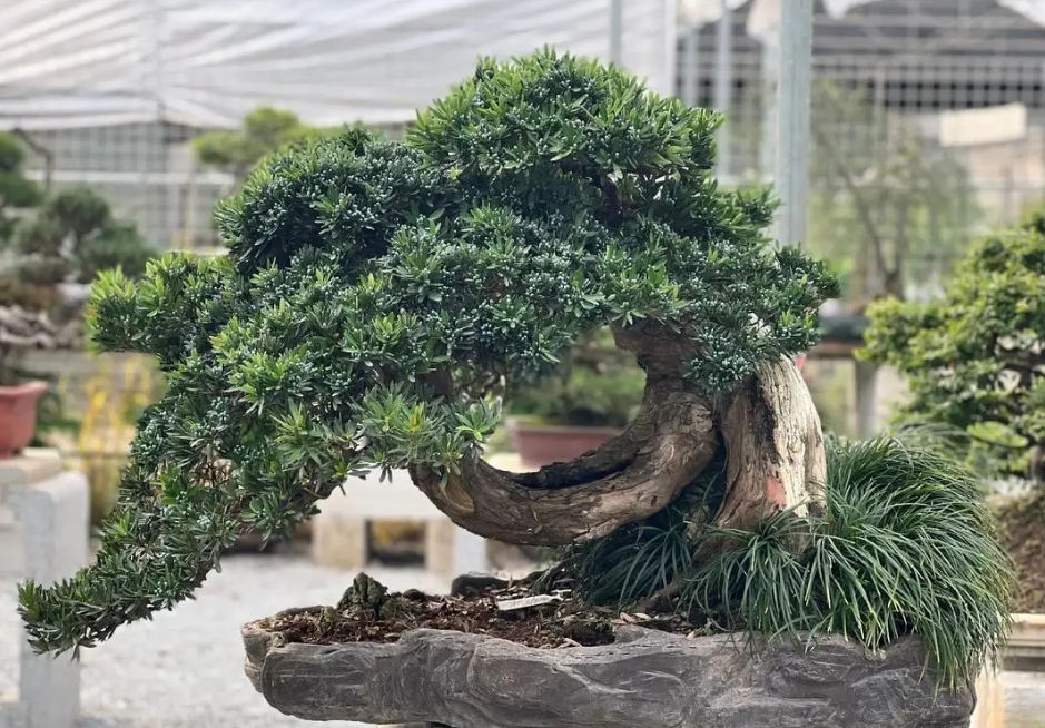 <b>罗汉松风水的摆放位置和方法，正确摆放风水福泽全家。</b>