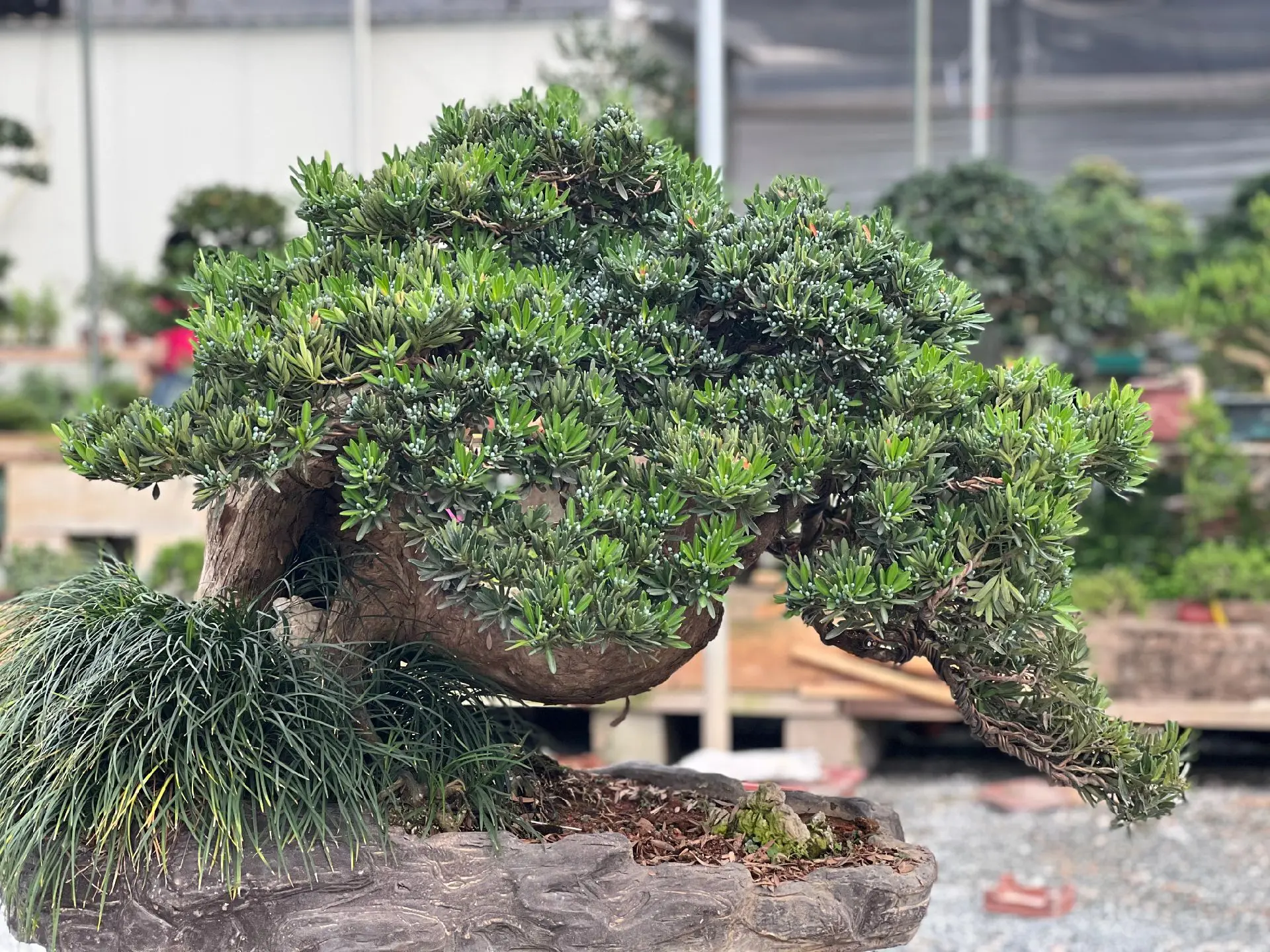 罗汉松风水的摆放位置和方法,正确摆放风水福泽全家。