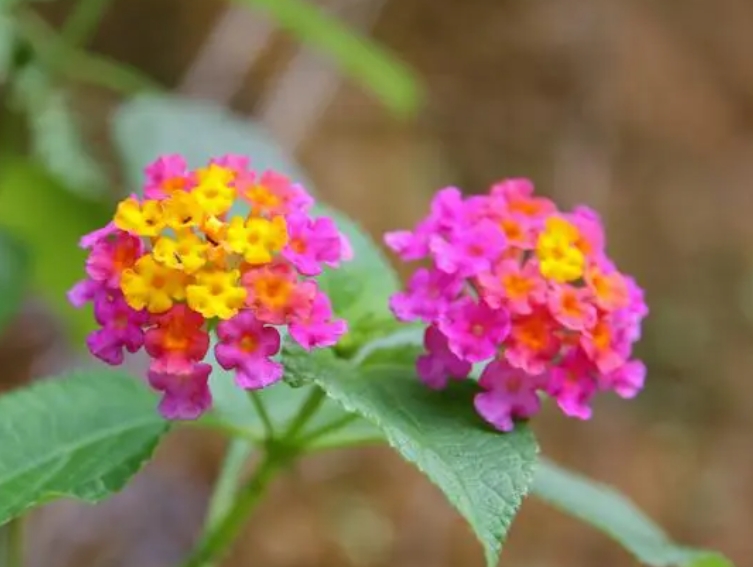 <b>五色梅一年开几次花？掌握养护技巧花开不断</b>