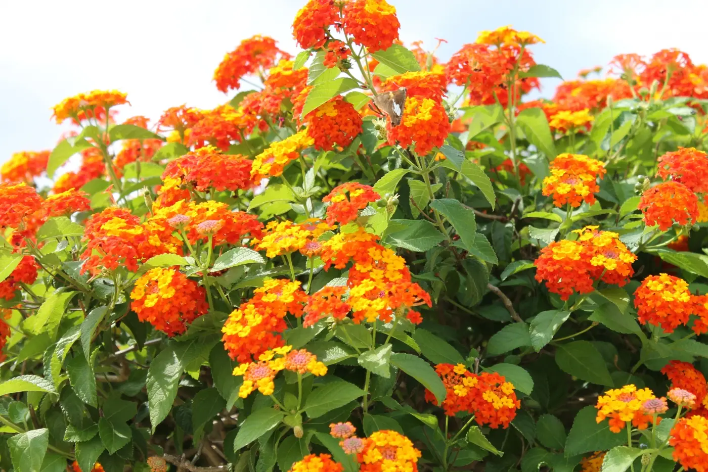 五色梅一年开几次花?掌握养护技巧花开不断