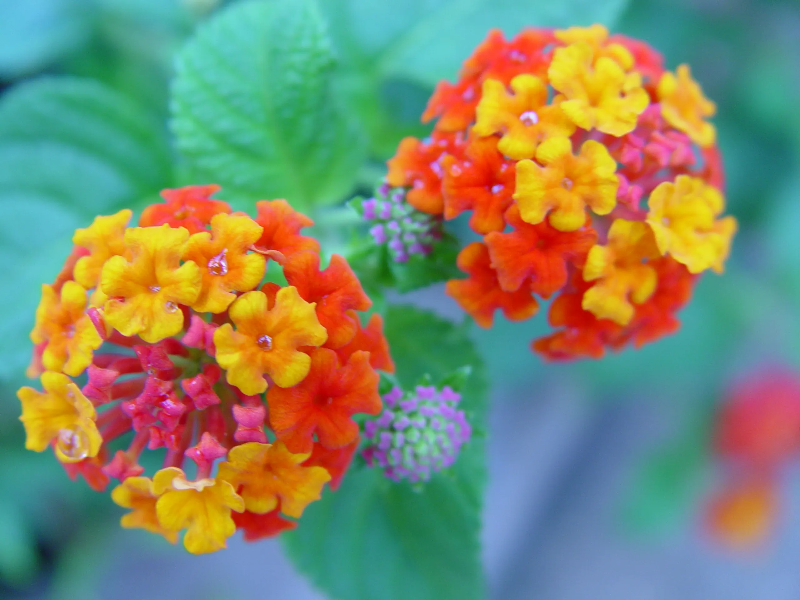 五色梅一年开几次花?掌握养护技巧花开不断
