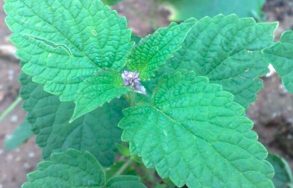 <b>藿香非薄荷，夏日清凉对决-藿香和薄荷的区别</b>