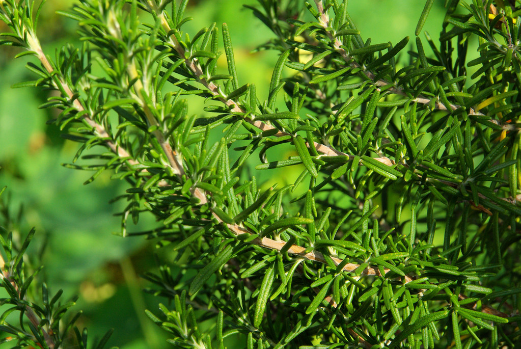 迷迭香是草本还是木本植物?从叶子到茎干属性介绍。