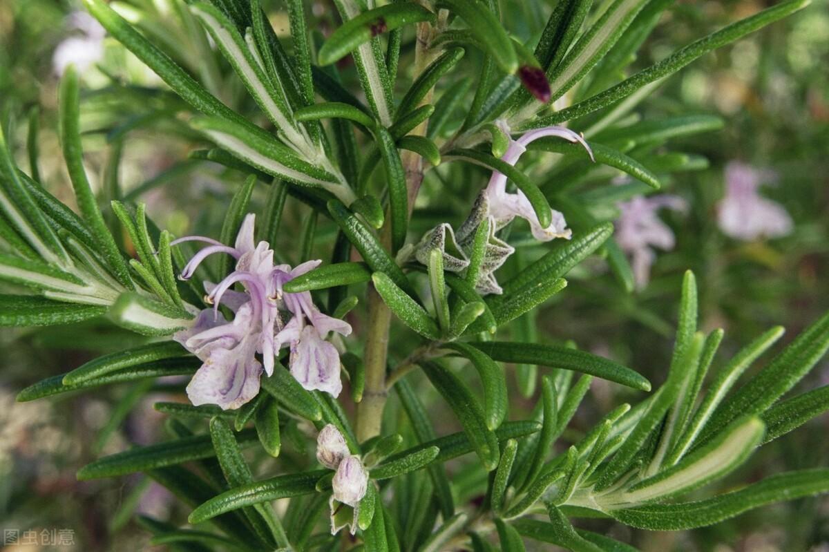 迷迭香是草本还是木本植物?从叶子到茎干属性介绍。