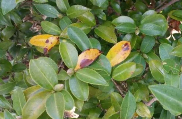 <b>茶梅叶子干枯怎么补救？三步恢复茶梅翠绿生机</b>