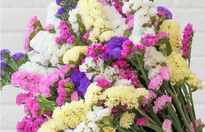 <b>勿忘我花束搭配什么花好看？花束搭配五大绝美CP！</b>
