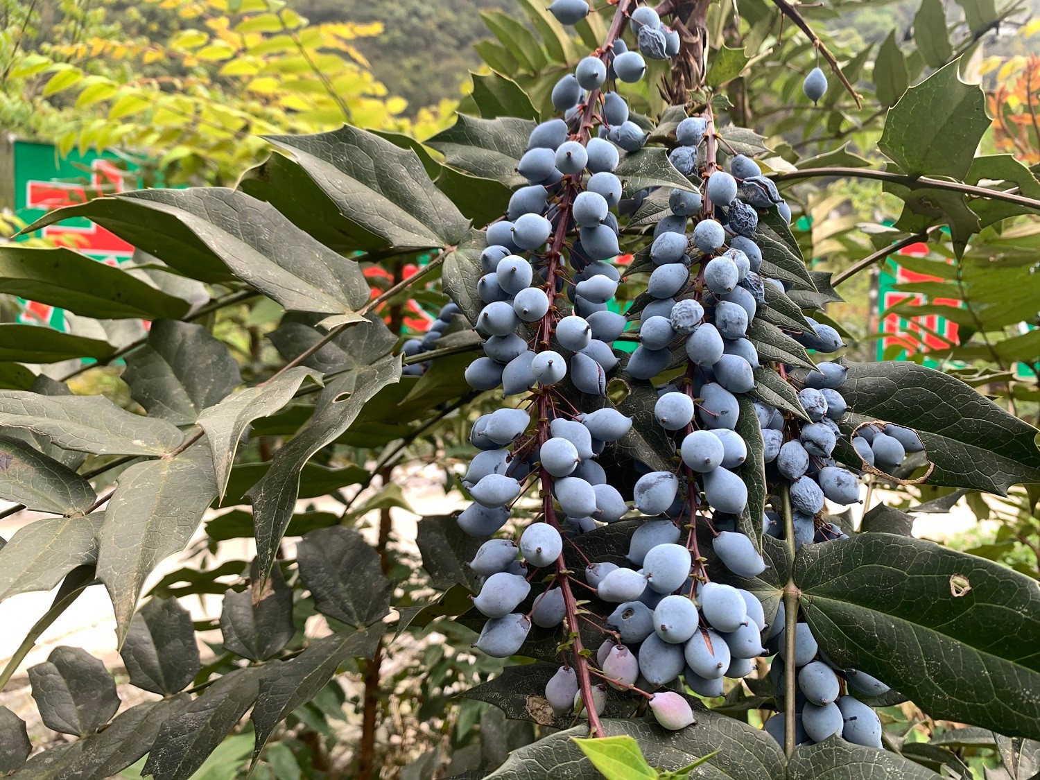 十大功劳的果实可以吃吗?果实虽诱人,食用需谨慎!