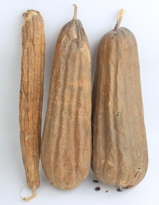 丝瓜是药材吗?夏季清热解暑药用价值与功效