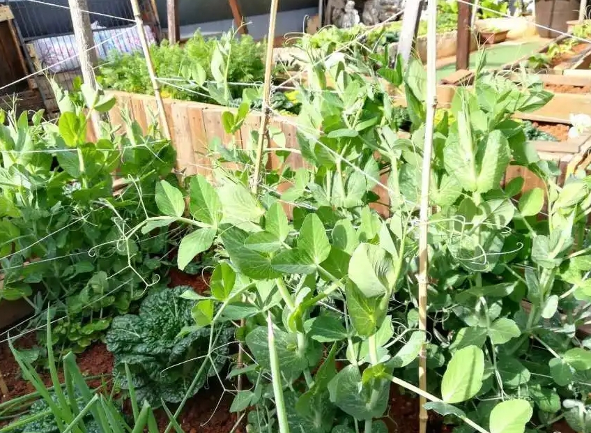 荷兰豆种植要搭架子吗?看完本文搭架子与不搭架子你怎么选择