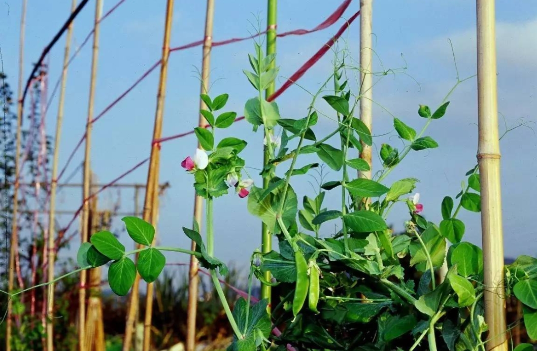 荷兰豆种植要搭架子吗?看完本文搭架子与不搭架子你怎么选择