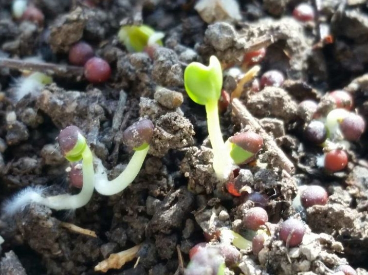 白菜的种植生长过程是怎样的?一颗白菜种子的绿色生长路途!