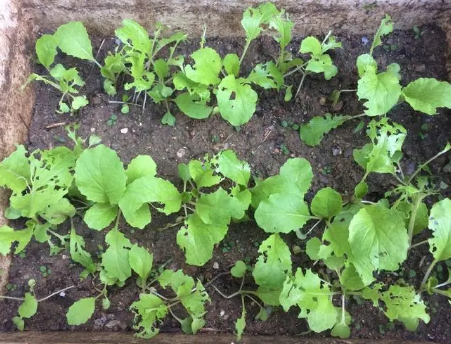 白菜的种植生长过程是怎样的?一颗白菜种子的绿色生长路途!