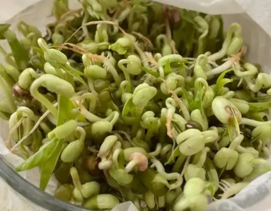 <b>豆芽怎么保存不会变绿？三大妙招让豆芽新鲜如初！</b>
