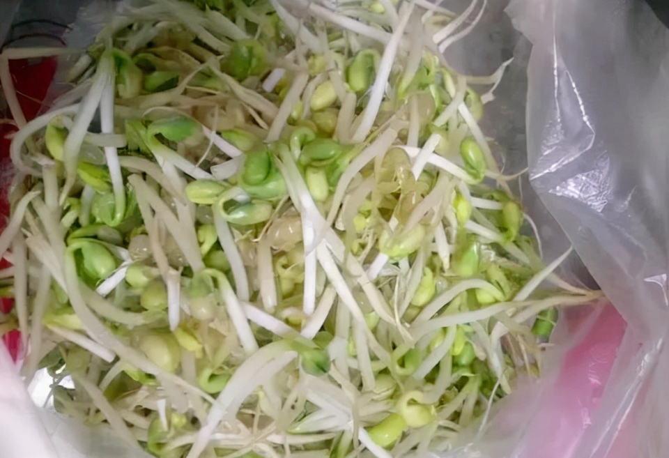 豆芽怎么保存不会变绿?三大妙招让豆芽新鲜如初!