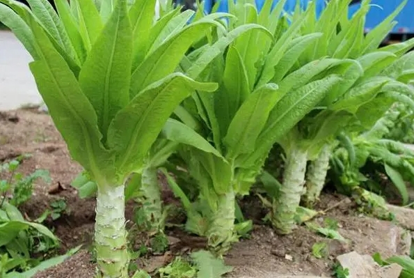 <b>莴笋是不是贡菜？营养与美味天差地别。</b>